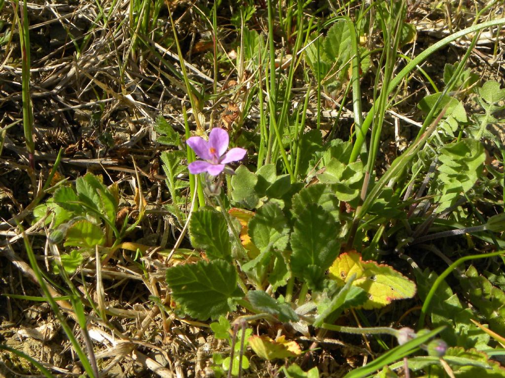 Erodium malacoides?  S |